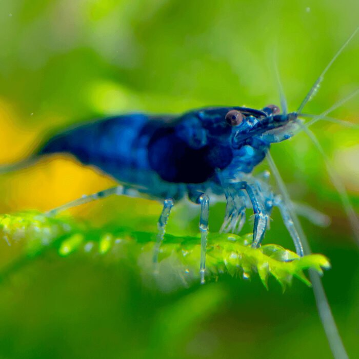 Electric Blue shrimps - Image 1