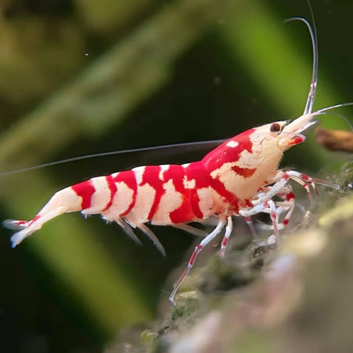 Fancy Tiger Red - Image 1