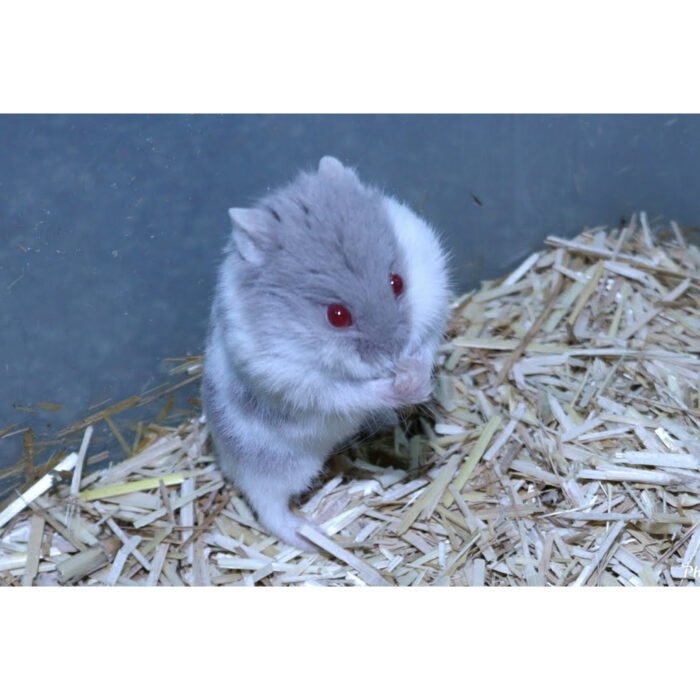Lilac High Mottled
