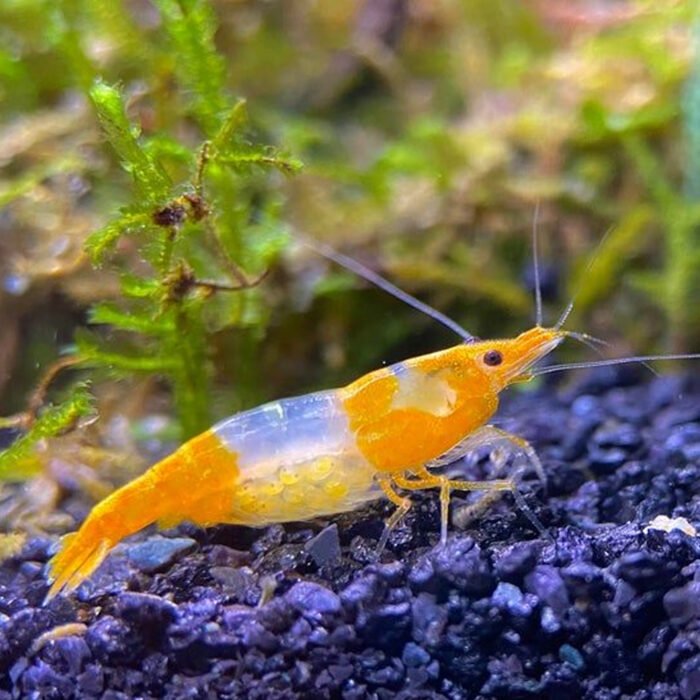 Orange rilli shrimps