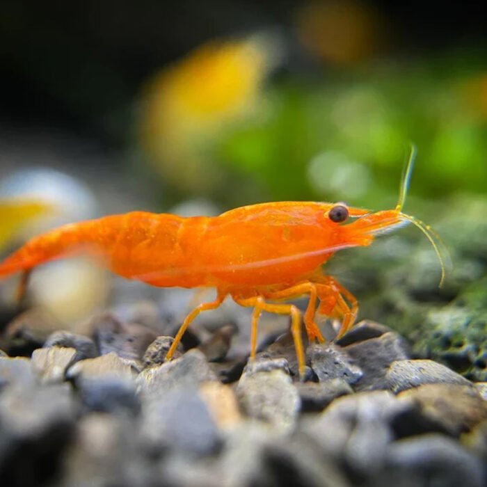 Orange shrimps - Image 1