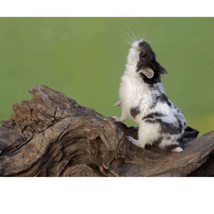 Panda High Mottled