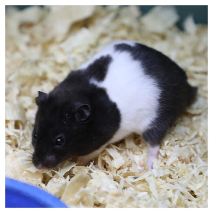 Panda Normal Mottled