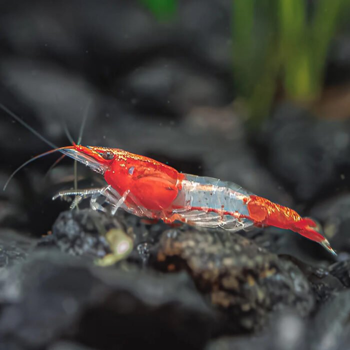 Red rilli shrimps
