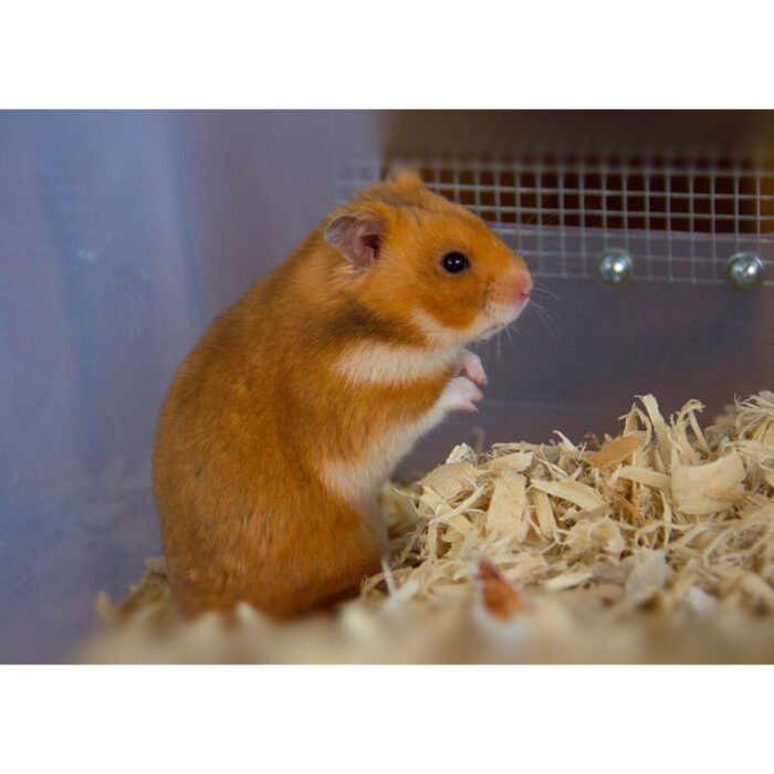 Syrain Hamster Agouti