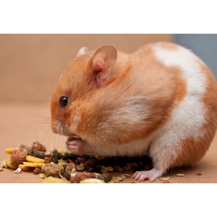 Syrian Hamster Mottled