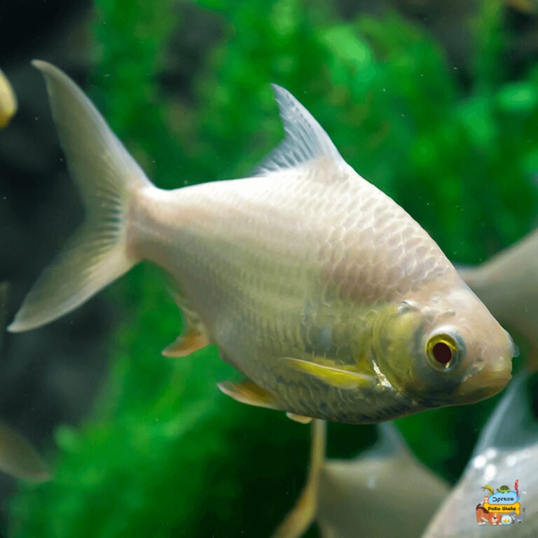 Albino tinfoil barb