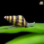 Assasin/killer snails