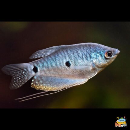 Blue gourami