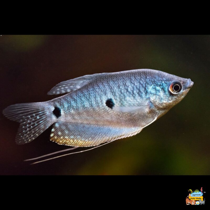 Blue gourami