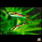 Endler guppy