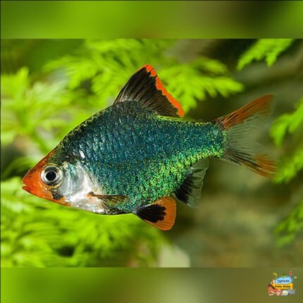 Green tiger barb