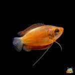 Honey gourami