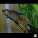 Paradise gourami