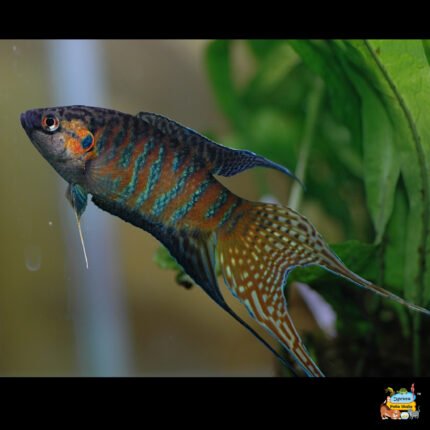 Paradise gourami