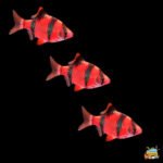 Red tiger barb