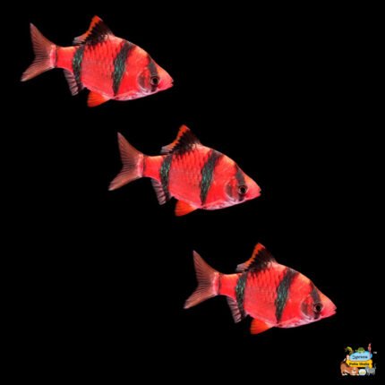 Red tiger barb