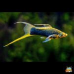 Swordtail mollies