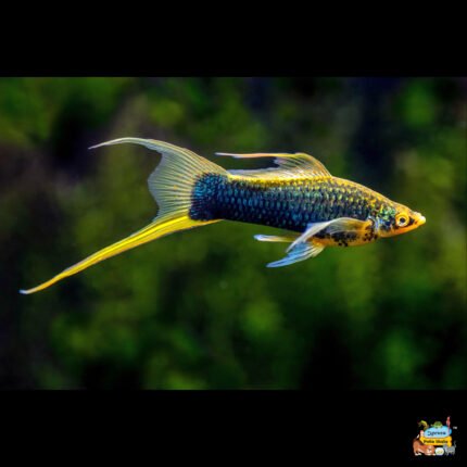 Swordtail mollies