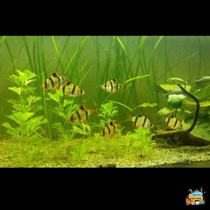 Tiger barb normal