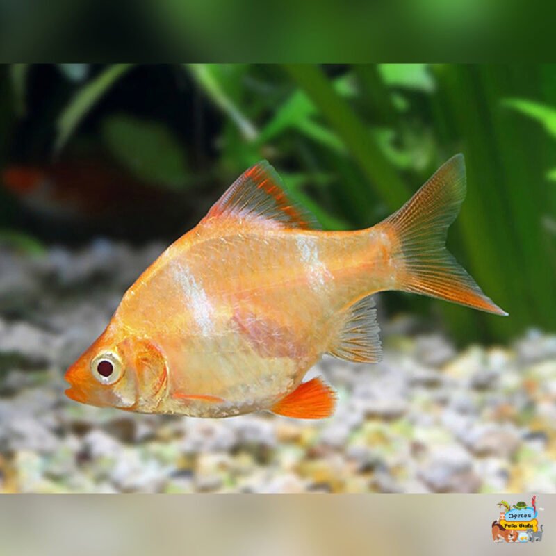 Albino tiger barb