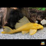 Albino sucker cat fish 2 inch