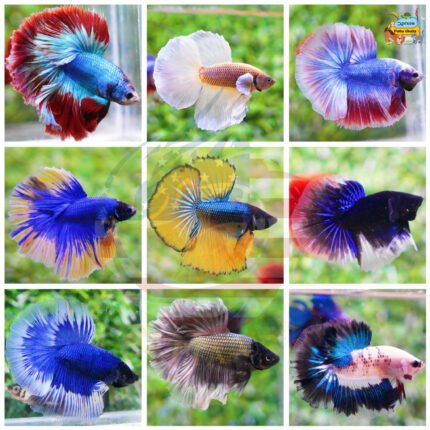 BETTA FISH