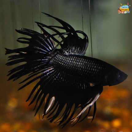Black crowntaail betta