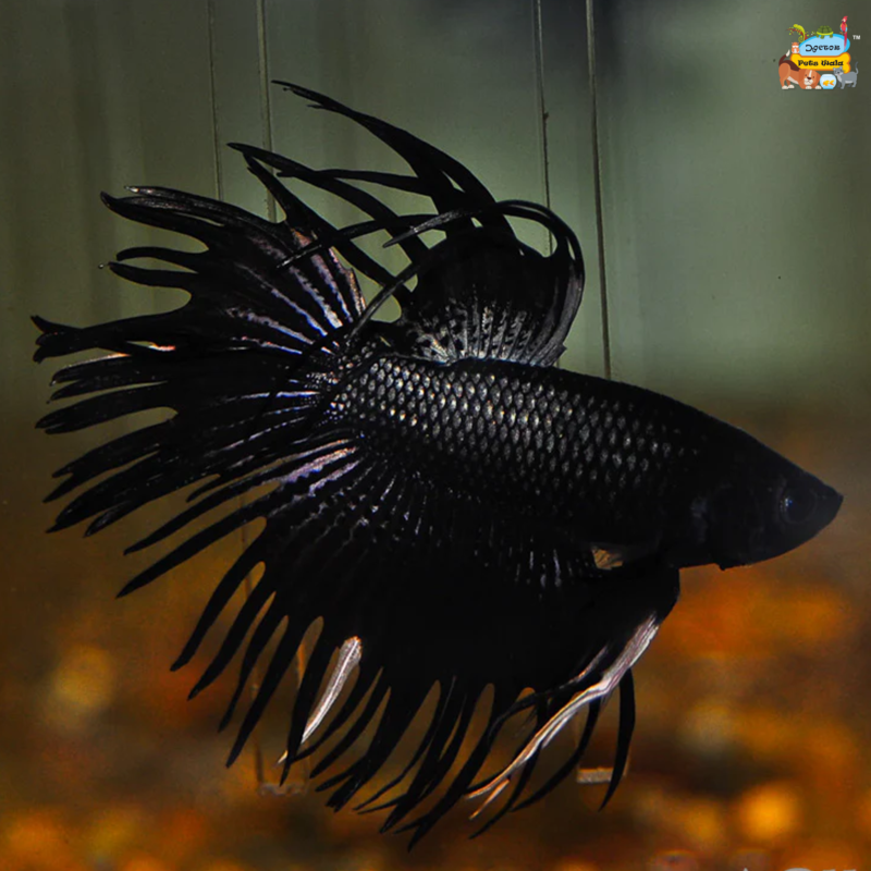 Black crowntaail betta