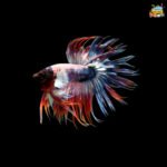 Crowntail betta