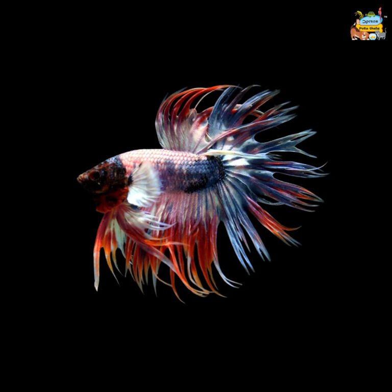 Crowntail betta