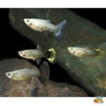 Normal guppy females