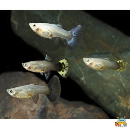 Normal guppy females