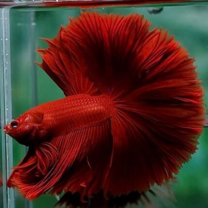 Fullmoon tail betta