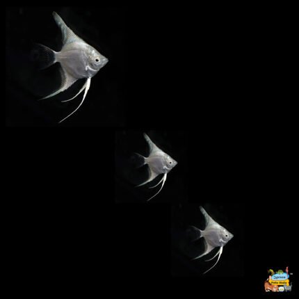 ANGEL FISH