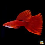 Red guppy